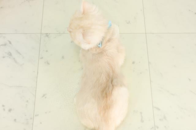 山口県のサイベリアン (Coo&RIKUサンパークあじす店/2026年1月31日生まれ/男の子/クリームホワイト)の子猫の4枚目の画像