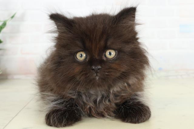 愛媛県のサイベリアン (Coo&RIKU愛媛松山店/2026年2月26日生まれ/男の子/ブラックスモーク)の子猫の1枚目の画像