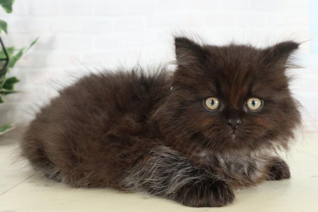愛媛県のサイベリアン (Coo&RIKU愛媛松山店/2026年2月26日生まれ/男の子/ブラックスモーク)の子猫の2枚目の画像