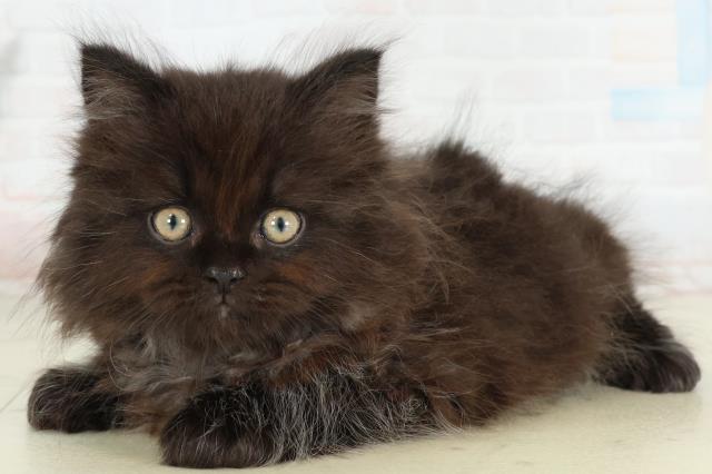 愛媛県のサイベリアン (Coo&RIKU愛媛松山店/2026年2月26日生まれ/男の子/ブラックスモーク)の子猫の3枚目の画像