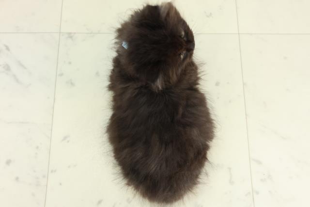 愛媛県のサイベリアン (Coo&RIKU愛媛松山店/2026年2月26日生まれ/男の子/ブラックスモーク)の子猫の4枚目の画像