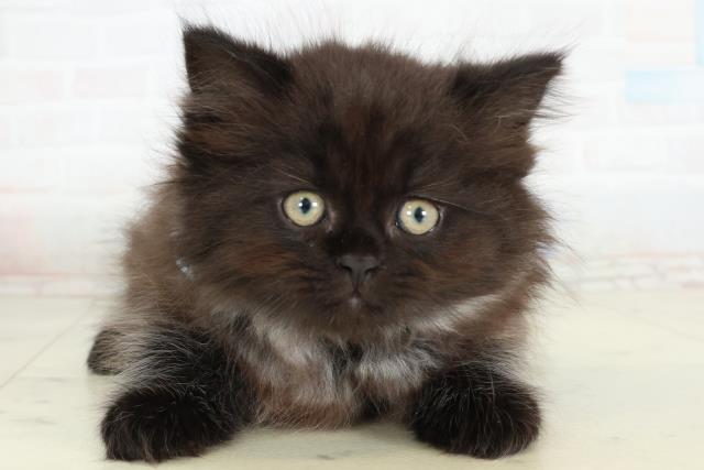 福岡県のサイベリアン (Coo&RIKU筑後店/2026年2月26日生まれ/男の子/ブラックスモーク)の子猫の1枚目の画像