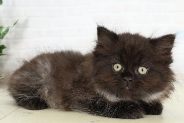 福岡県のサイベリアン (Coo&RIKU筑後店/2026年2月26日生まれ/男の子/ブラックスモーク)の子猫の2枚目の画像