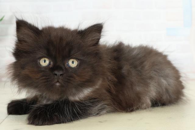 福岡県のサイベリアン (Coo&RIKU筑後店/2026年2月26日生まれ/男の子/ブラックスモーク)の子猫の3枚目の画像