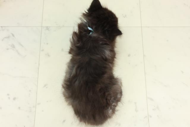 福岡県のサイベリアン (Coo&RIKU筑後店/2026年2月26日生まれ/男の子/ブラックスモーク)の子猫の4枚目の画像