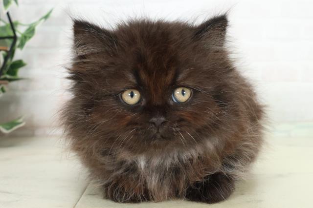 長崎県のサイベリアン (Coo&RIKU大村店/2026年2月26日生まれ/男の子/ブラックスモーク)の子猫の1枚目の画像