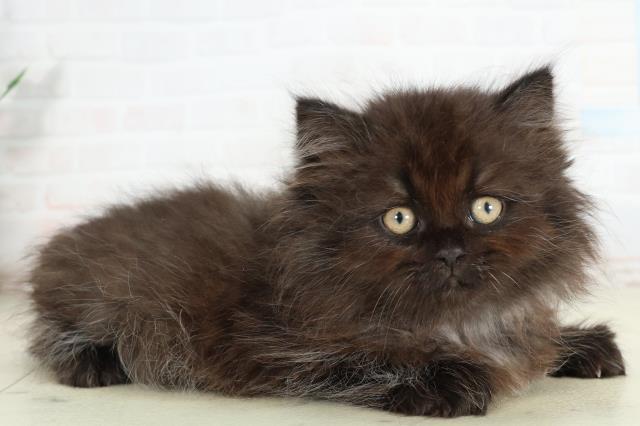 長崎県のサイベリアン (Coo&RIKU大村店/2026年2月26日生まれ/男の子/ブラックスモーク)の子猫の2枚目の画像