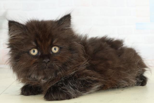 長崎県のサイベリアン (Coo&RIKU大村店/2026年2月26日生まれ/男の子/ブラックスモーク)の子猫の3枚目の画像