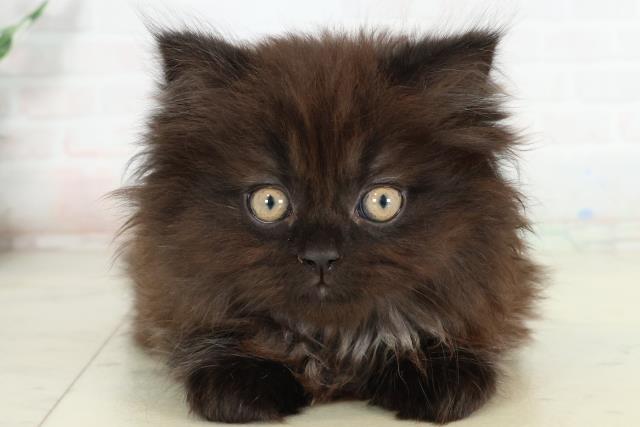 高知県のサイベリアン (Coo&RIKU高知御座店/2026年2月26日生まれ/女の子/ブラックスモーク)の子猫の1枚目の画像