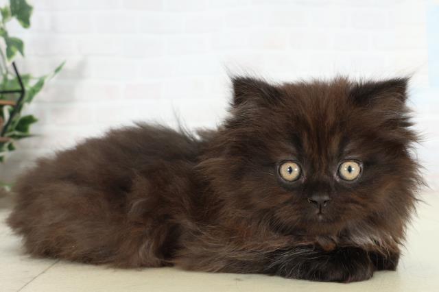 高知県のサイベリアン (Coo&RIKU高知御座店/2026年2月26日生まれ/女の子/ブラックスモーク)の子猫の2枚目の画像