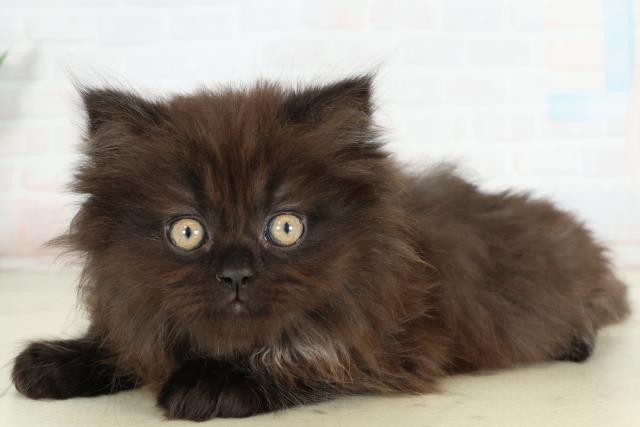 高知県のサイベリアン (Coo&RIKU高知御座店/2026年2月26日生まれ/女の子/ブラックスモーク)の子猫の3枚目の画像