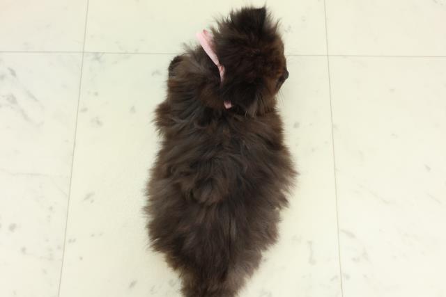 高知県のサイベリアン (Coo&RIKU高知御座店/2026年2月26日生まれ/女の子/ブラックスモーク)の子猫の4枚目の画像