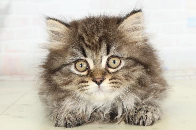 熊本県のサイベリアン (Coo&RIKUイオンモール宇城店/2026年2月26日生まれ/女の子/ブラウンタビー)の子猫の1枚目の画像