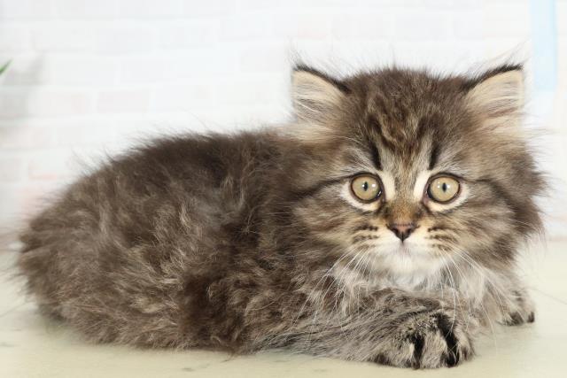 熊本県のサイベリアン (Coo&RIKUイオンモール宇城店/2026年2月26日生まれ/女の子/ブラウンタビー)の子猫の2枚目の画像