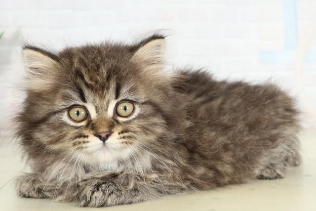 熊本県のサイベリアン (Coo&RIKUイオンモール宇城店/2026年2月26日生まれ/女の子/ブラウンタビー)の子猫の3枚目の画像