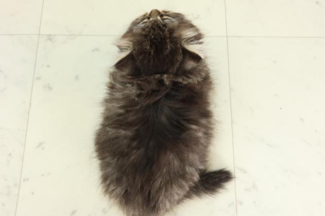 熊本県のサイベリアン (Coo&RIKUイオンモール宇城店/2026年2月26日生まれ/女の子/ブラウンタビー)の子猫の4枚目の画像