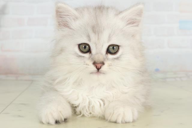 熊本県のサイベリアン (Coo&RIKU熊本店/2026年2月28日生まれ/男の子/シルバータビーホワイト)の子猫の1枚目の画像
