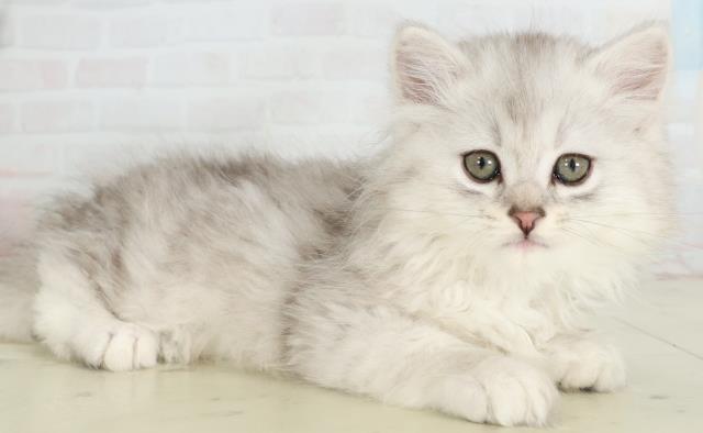 熊本県のサイベリアン (Coo&RIKU熊本店/2026年2月28日生まれ/男の子/シルバータビーホワイト)の子猫の2枚目の画像