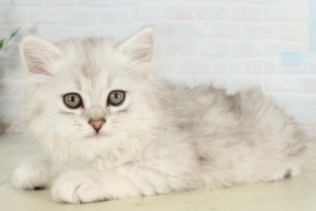 熊本県のサイベリアン (Coo&RIKU熊本店/2026年2月28日生まれ/男の子/シルバータビーホワイト)の子猫の3枚目の画像