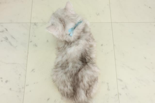 熊本県のサイベリアン (Coo&RIKU熊本店/2026年2月28日生まれ/男の子/シルバータビーホワイト)の子猫の4枚目の画像