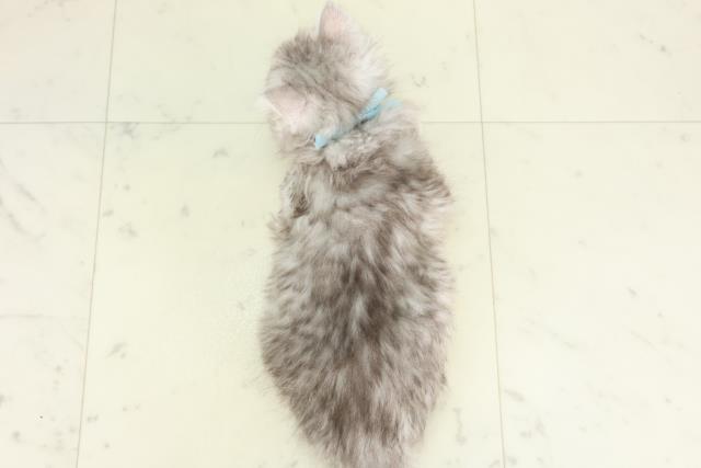 福岡県のサイベリアン (Coo&RIKU黒崎店/2026年2月28日生まれ/男の子/シルバータビーホワイト)の子猫の4枚目の画像