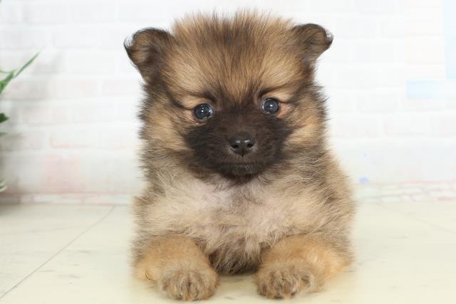 島根県のポメラニアン (Coo&RIKU出雲店/2026年2月28日生まれ/女の子/オレンジセーブル)の子犬の1枚目の画像