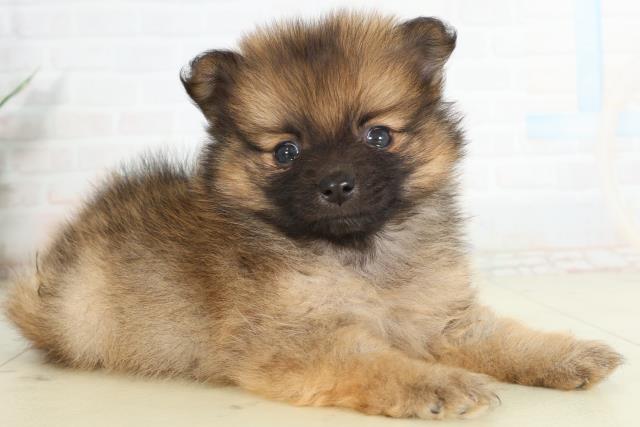 島根県のポメラニアン (Coo&RIKU出雲店/2026年2月28日生まれ/女の子/オレンジセーブル)の子犬の2枚目の画像