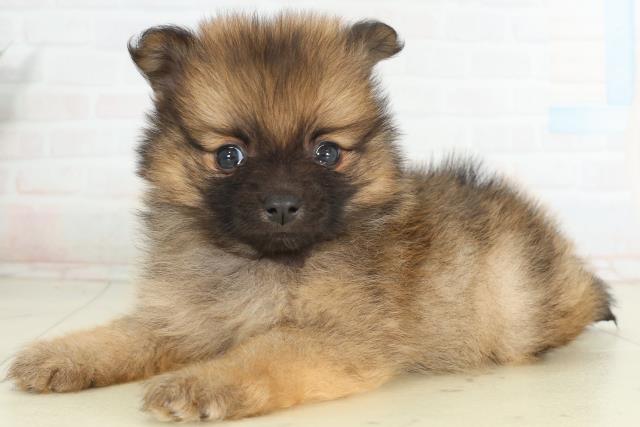 島根県のポメラニアン (Coo&RIKU出雲店/2026年2月28日生まれ/女の子/オレンジセーブル)の子犬の3枚目の画像