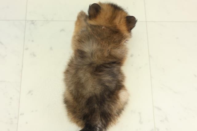 島根県のポメラニアン (Coo&RIKU出雲店/2026年2月28日生まれ/女の子/オレンジセーブル)の子犬の4枚目の画像