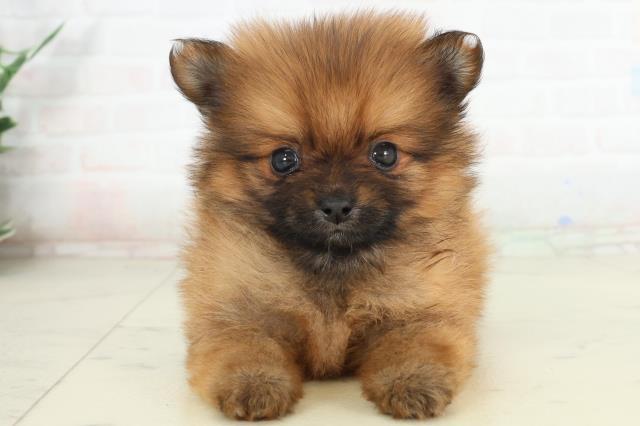 佐賀県のポメラニアン (Coo&RIKU佐賀神埼店/2026年2月28日生まれ/男の子/オレンジ)の子犬の1枚目の画像