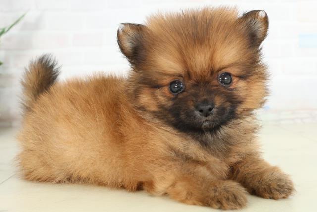 佐賀県のポメラニアン (Coo&RIKU佐賀神埼店/2026年2月28日生まれ/男の子/オレンジ)の子犬の2枚目の画像