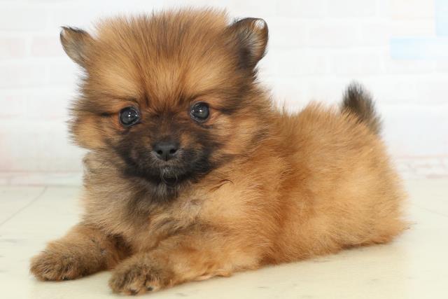 佐賀県のポメラニアン (Coo&RIKU佐賀神埼店/2026年2月28日生まれ/男の子/オレンジ)の子犬の3枚目の画像