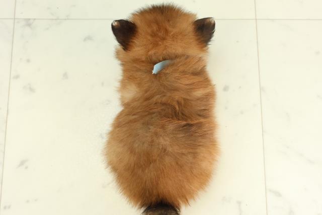 佐賀県のポメラニアン (Coo&RIKU佐賀神埼店/2026年2月28日生まれ/男の子/オレンジ)の子犬の4枚目の画像