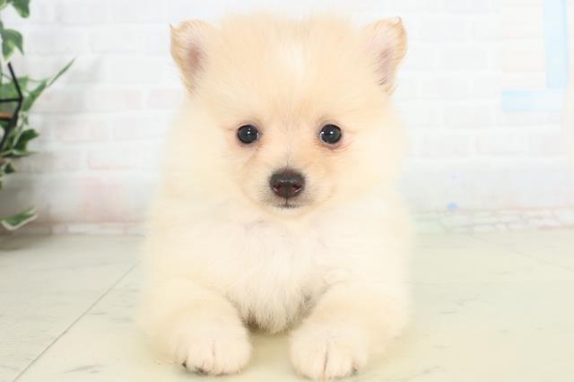 長崎県のポメラニアン (Coo&RIKU長崎佐世保店/2026年2月28日生まれ/男の子/ホワイトクリーム)の子犬の1枚目の画像