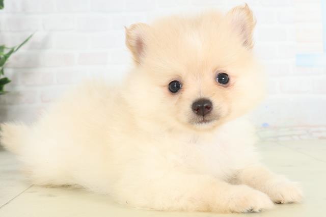 長崎県のポメラニアン (Coo&RIKU長崎佐世保店/2026年2月28日生まれ/男の子/ホワイトクリーム)の子犬の2枚目の画像