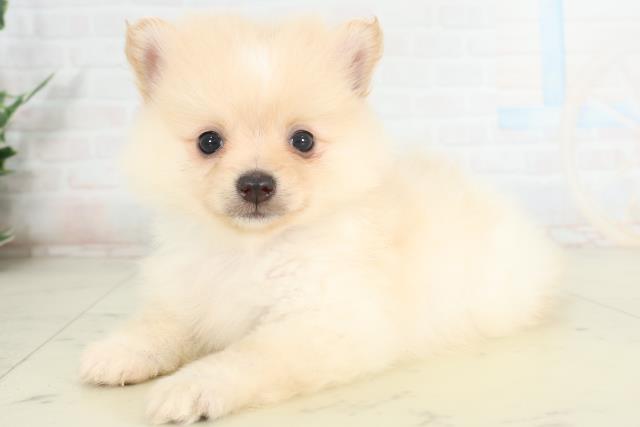 長崎県のポメラニアン (Coo&RIKU長崎佐世保店/2026年2月28日生まれ/男の子/ホワイトクリーム)の子犬の3枚目の画像