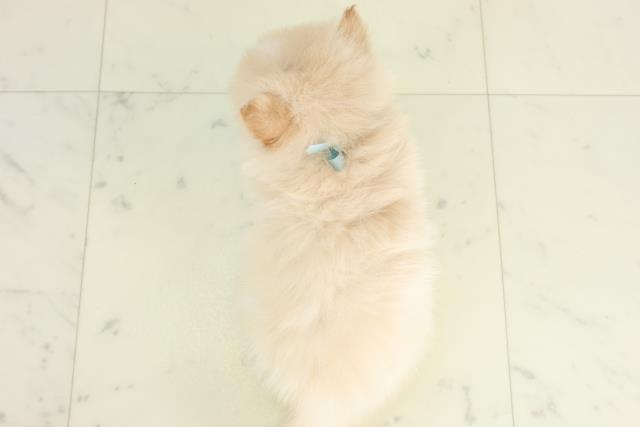 長崎県のポメラニアン (Coo&RIKU長崎佐世保店/2026年2月28日生まれ/男の子/ホワイトクリーム)の子犬の4枚目の画像