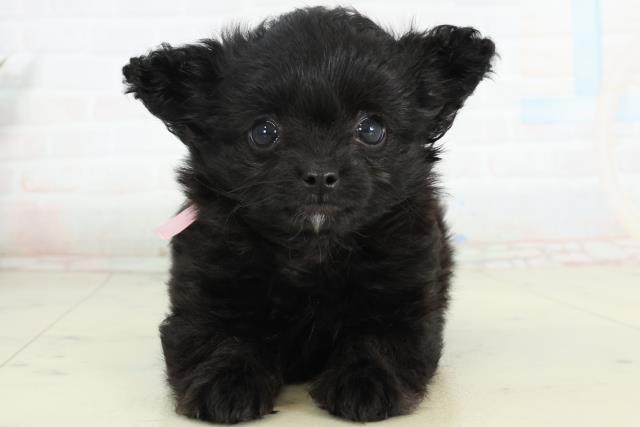 福岡県のチワプー/プーチー(チワワ×プードル) (Coo&RIKUゆめタウン飯塚店/2026年2月24日生まれ/女の子/ブラック)の子犬の1枚目の画像
