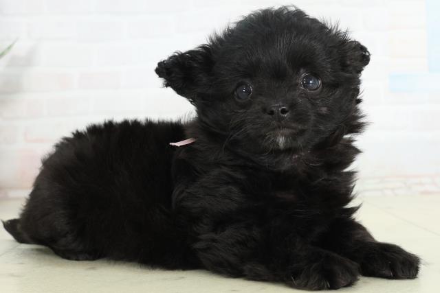 福岡県のチワプー/プーチー(チワワ×プードル) (Coo&RIKUゆめタウン飯塚店/2026年2月24日生まれ/女の子/ブラック)の子犬の2枚目の画像