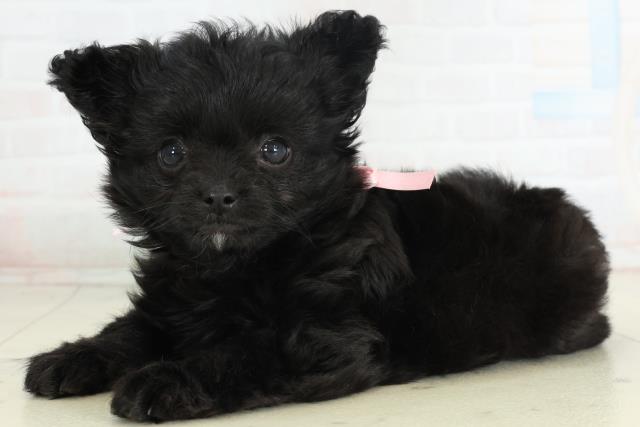 福岡県のチワプー/プーチー(チワワ×プードル) (Coo&RIKUゆめタウン飯塚店/2026年2月24日生まれ/女の子/ブラック)の子犬の3枚目の画像