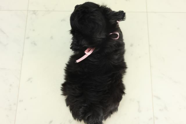 福岡県のチワプー/プーチー(チワワ×プードル) (Coo&RIKUゆめタウン飯塚店/2026年2月24日生まれ/女の子/ブラック)の子犬の4枚目の画像