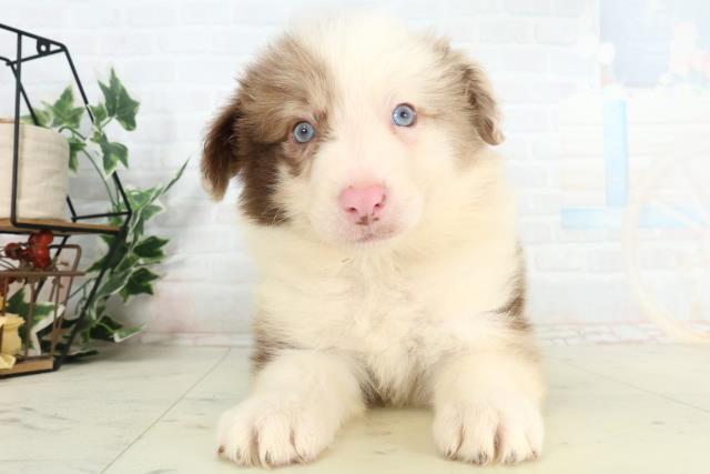 福岡県のボーダーコリー (Coo&RIKU福岡古賀店/2026年2月27日生まれ/男の子/チョコレートマール)の子犬の1枚目の画像