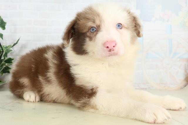 福岡県のボーダーコリー (Coo&RIKU福岡古賀店/2026年2月27日生まれ/男の子/チョコレートマール)の子犬の2枚目の画像