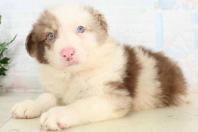 福岡県のボーダーコリー (Coo&RIKU福岡古賀店/2026年2月27日生まれ/男の子/チョコレートマール)の子犬の3枚目の画像