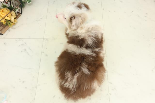 福岡県のボーダーコリー (Coo&RIKU福岡古賀店/2026年2月27日生まれ/男の子/チョコレートマール)の子犬の4枚目の画像