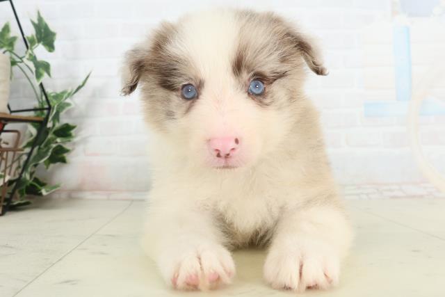 徳島県のボーダーコリー (Coo&RIKU徳島店/2026年2月27日生まれ/男の子/チョコレートマール)の子犬の1枚目の画像