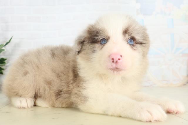 徳島県のボーダーコリー (Coo&RIKU徳島店/2026年2月27日生まれ/男の子/チョコレートマール)の子犬の2枚目の画像