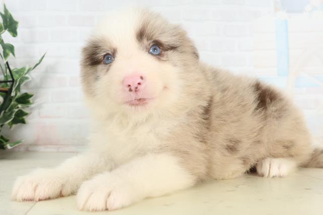 徳島県のボーダーコリー (Coo&RIKU徳島店/2026年2月27日生まれ/男の子/チョコレートマール)の子犬の3枚目の画像