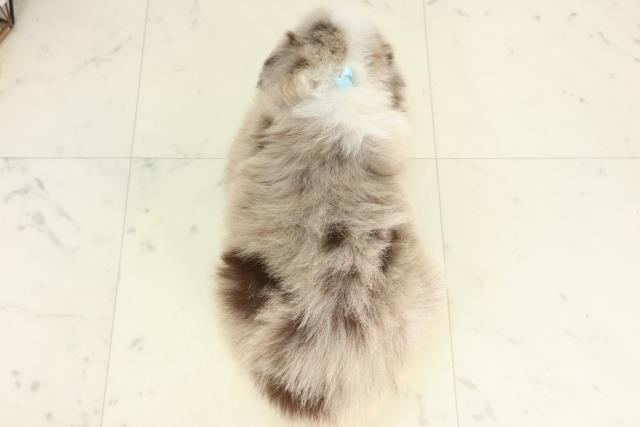 徳島県のボーダーコリー (Coo&RIKU徳島店/2026年2月27日生まれ/男の子/チョコレートマール)の子犬の4枚目の画像