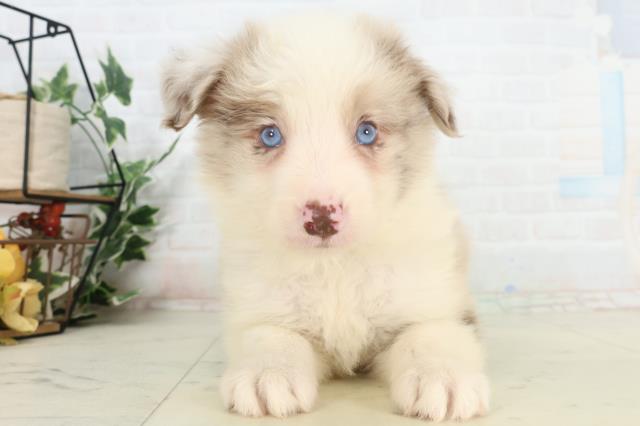 ボーダーコリー